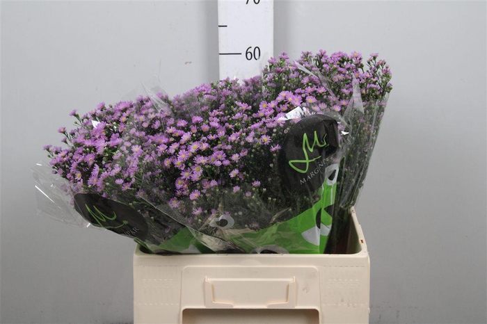 <h4>Ast Teeny Tiny Pink</h4>