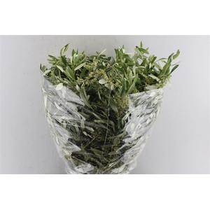 Olijf 400 Gram Young Leaf