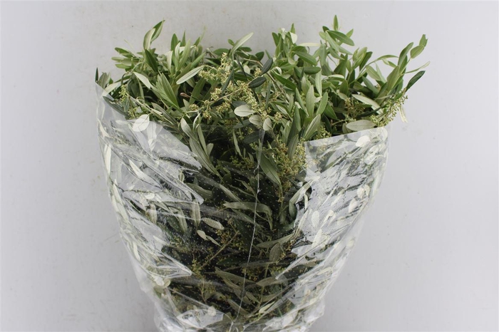 <h4>Olijf 400 Gram Young Leaf</h4>