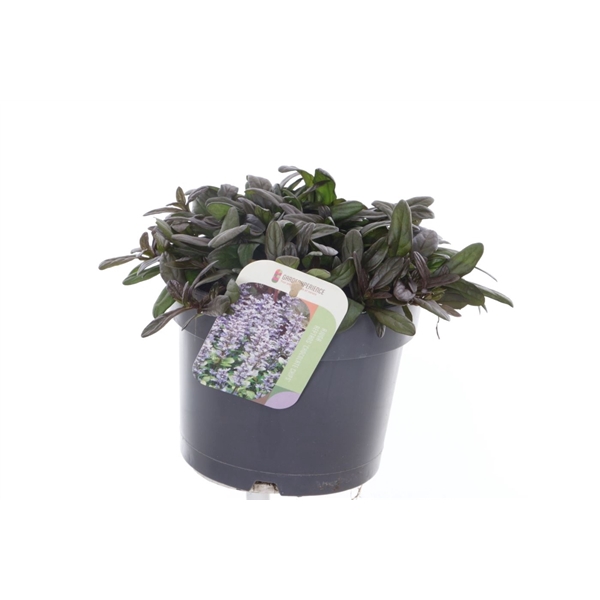 <h4>Ajuga reptans Chocolate Chips</h4>