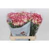 Dianthus St Supersic