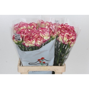 Dianthus St Supersic