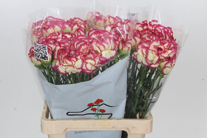 <h4>Dianthus St Supersic</h4>