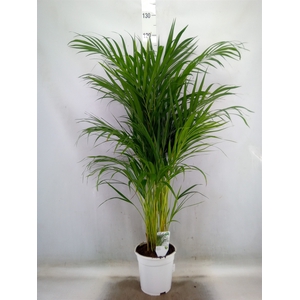 Dypsis lutescens   ...Chrysalidoca