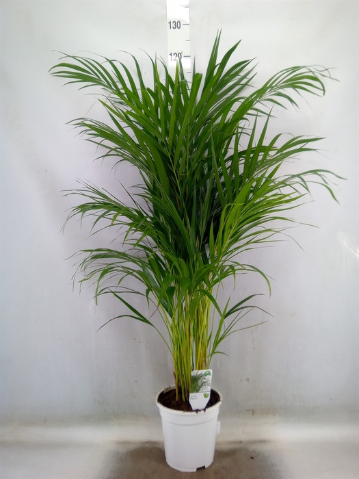 <h4>Dypsis lutescens   ...Chrysalidoca</h4>