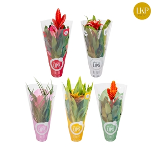 Bromelia Adventure Gemengd 10.5cm MoreLIPS®