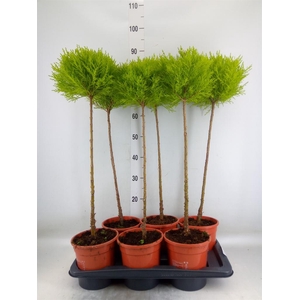 Cupressus macro. 'Goldcrest' .shape