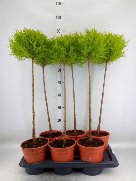 <h4>Cupressus macro. 'Goldcrest' .shape</h4>