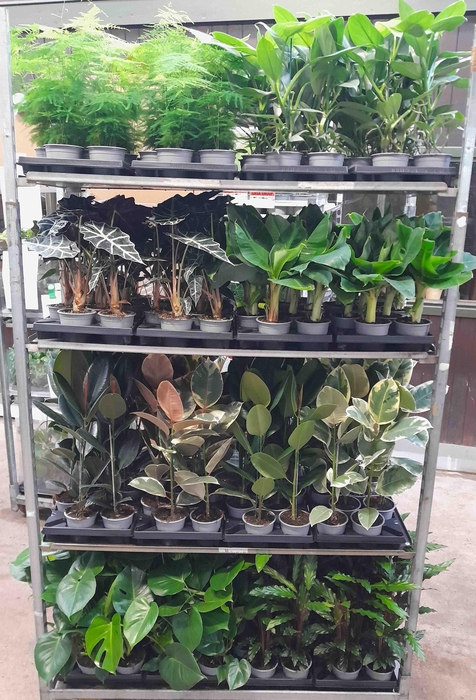 <h4>Mix cc. nr. 27</h4>