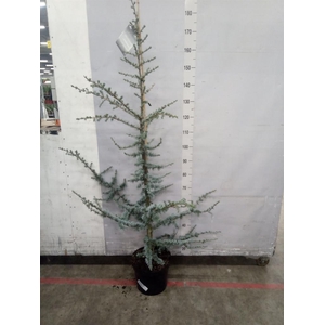Cedrus libani 'Glauca'