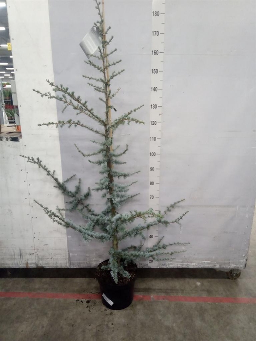 <h4>Cedrus libani 'Glauca'</h4>