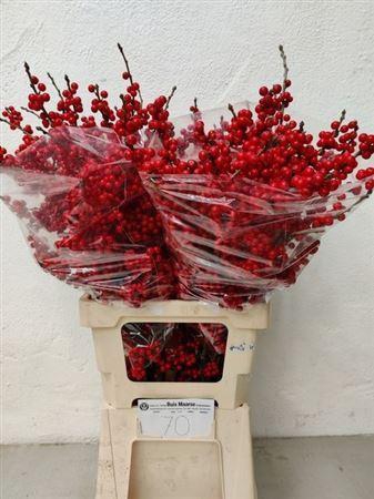 <h4>Ilex Ve Rode Bes</h4>