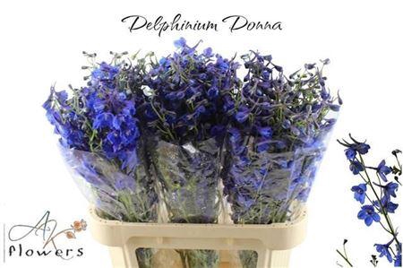 <h4>Delph En Donna</h4>