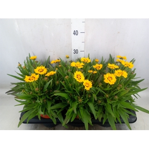 Coreopsis   ...