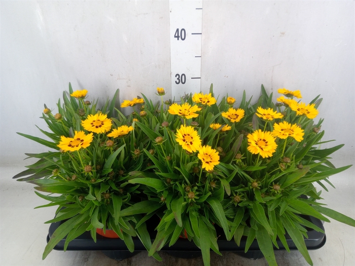 <h4>Coreopsis   ...</h4>