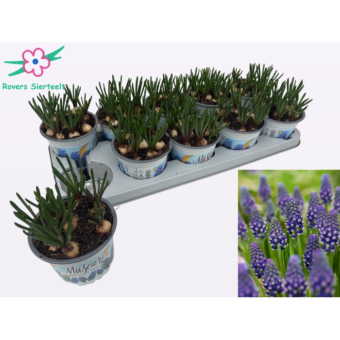 <h4>MUSCAR NIGHT EYES</h4>