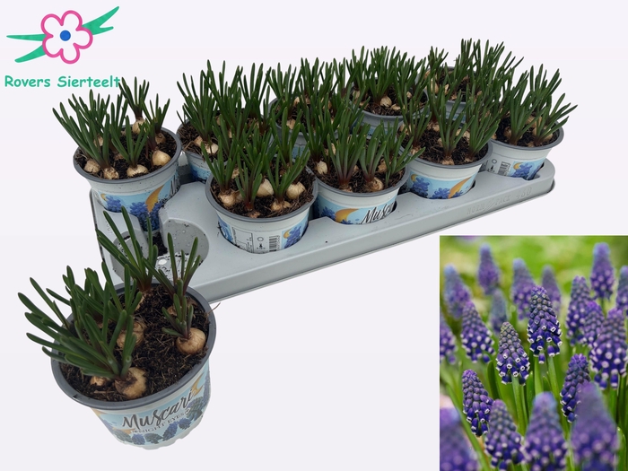 <h4>MUSCAR NIGHT EYES</h4>