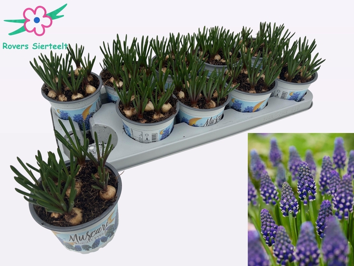 <h4>MUSCAR NIGHT EYES</h4>