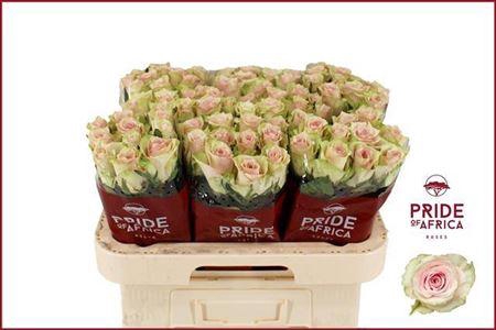 <h4>R Gr Pink Athena B1</h4>