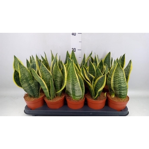 Sansevieria trifa. 'Futura Superba'