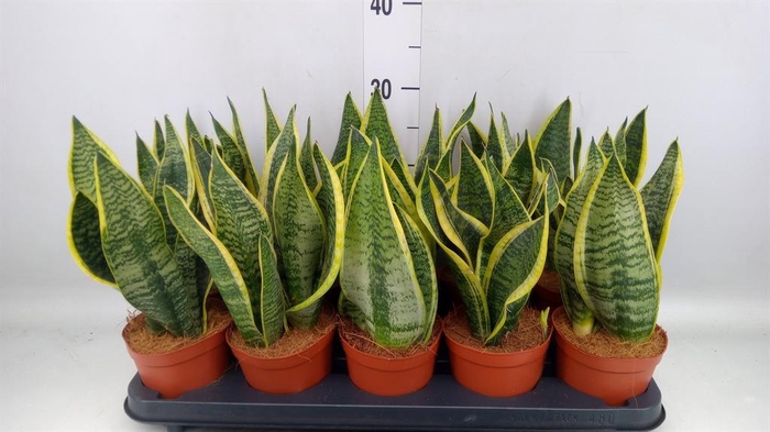 Sansevieria trifa. 'Futura Superba'