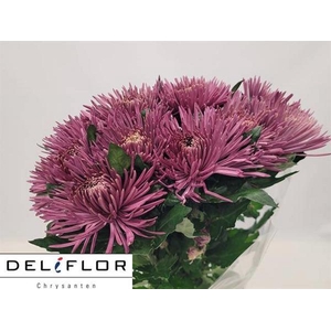 CHR G ANASTASIA LILA