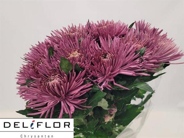 <h4>CHR G ANASTASIA LILA</h4>