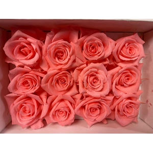 Ro Pres Mini Pink Light