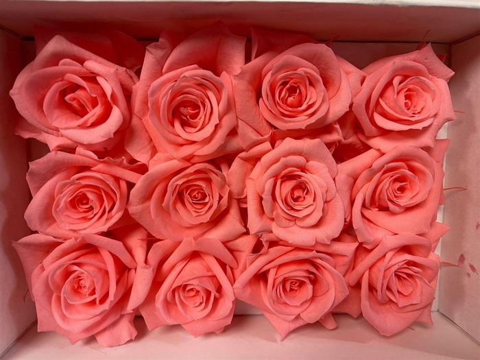 <h4>Ro Pres Mini Pink Light</h4>