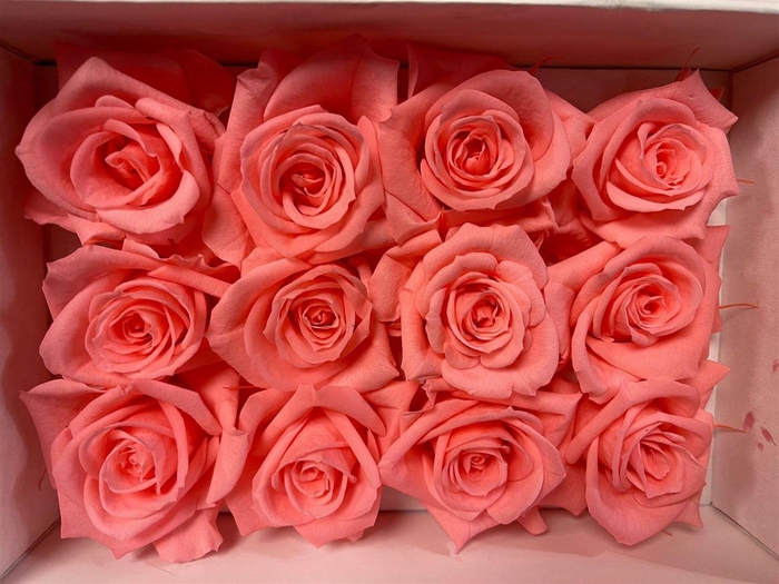 <h4>Ro Pres Mini Pink Light</h4>