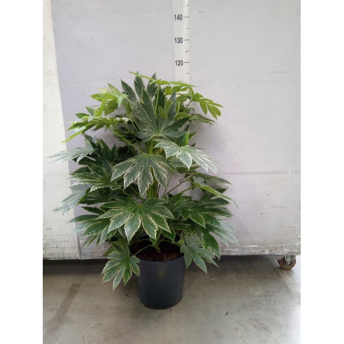 <h4>Fatsia japonica 'Variegata'</h4>