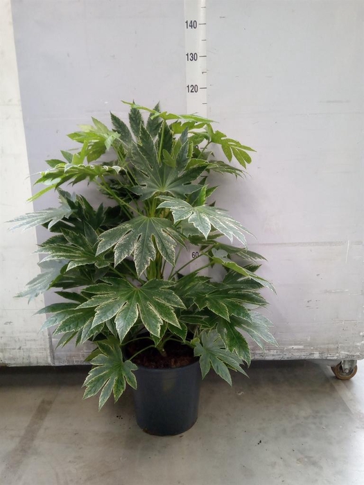 Fatsia japonica 'Variegata'