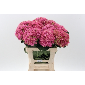 Hydr Coral Pink