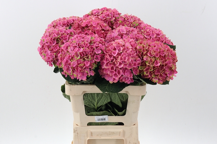 <h4>Hydr Coral Pink</h4>
