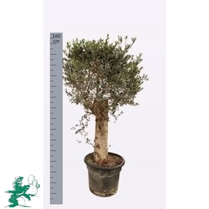 OLEA EUROPAEA