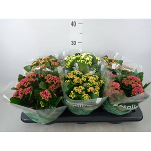 Kalanchoe blos. 'Rosalina'  ..mix 4