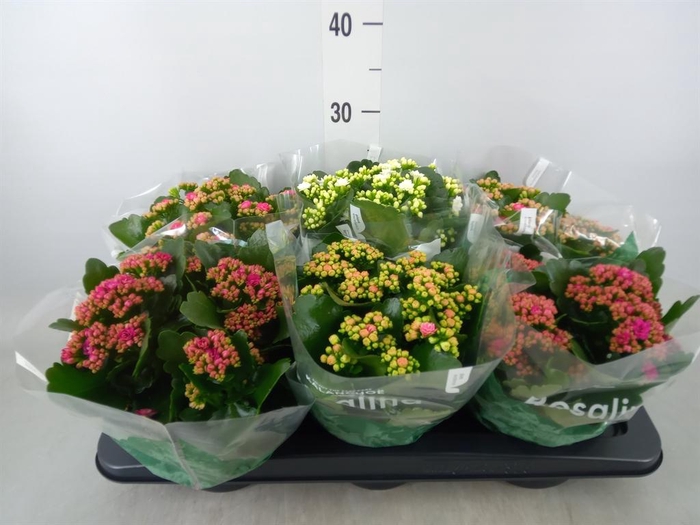 <h4>Kalanchoe blos. 'Rosalina'  ..mix 4</h4>