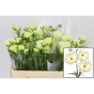 RAN BUTTERFLY GRACES