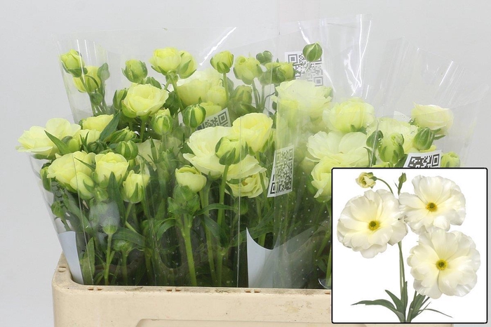 <h4>RAN BUTTERFLY GRACES</h4>