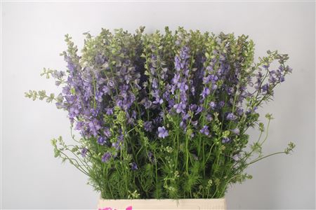 <h4>Delph Rids Blue</h4>