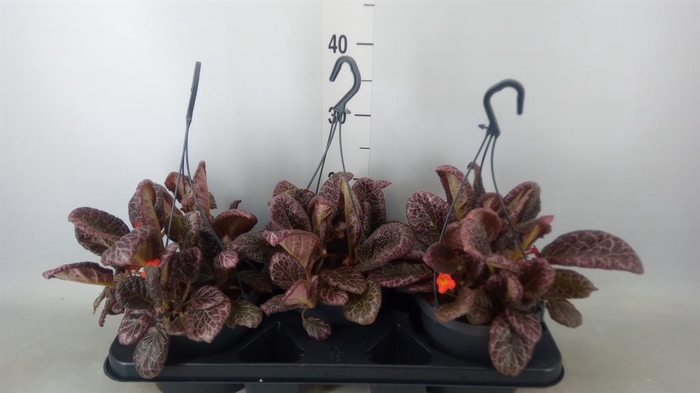 <h4>Episcia   ...</h4>