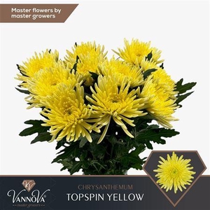 Chr G Topspin Yellow
