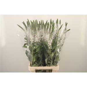 Lysimachia Clethroides