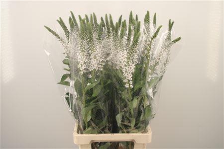 <h4>Lysimachia Clethroides</h4>