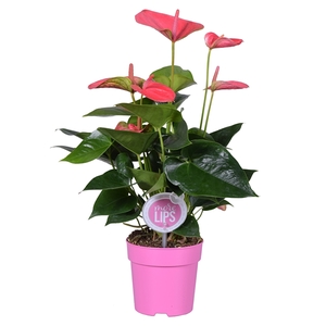 MoreLIPS® Anthurium Sweet Dream