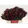 Leucadendron Saf Sunset Dark R.