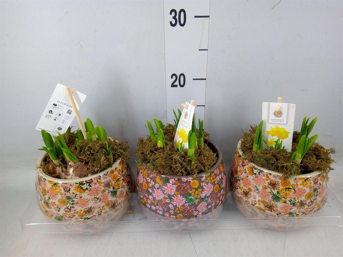 <h4>Arr.  Narcissus Tete Tete H%</h4>