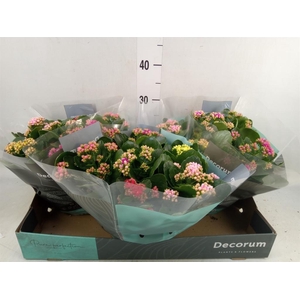 Kalanchoe blos.   ..rosebud mix/pot