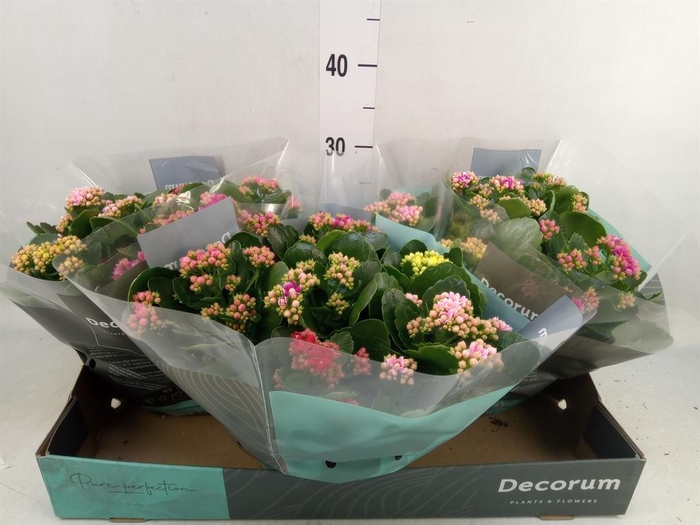 <h4>Kalanchoe blos.   ..rosebud mix/pot</h4>
