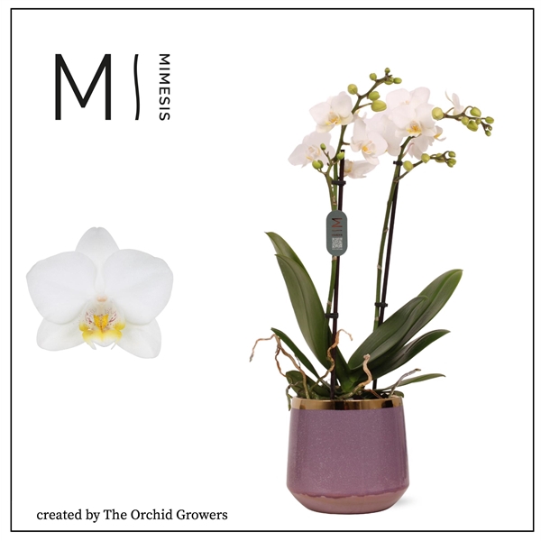 <h4>Mimesis Phal. Multi White - 2 spike 12cm in Celeste ceremic</h4>